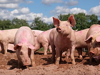 Афричка куга прети гашењем свињогојства у Србији